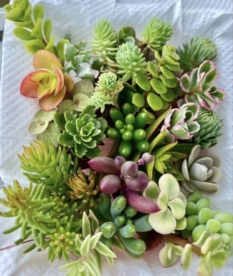 Amazon.co.jp: 多肉植物カット 苗セット 寄せ植え セット おまかせ